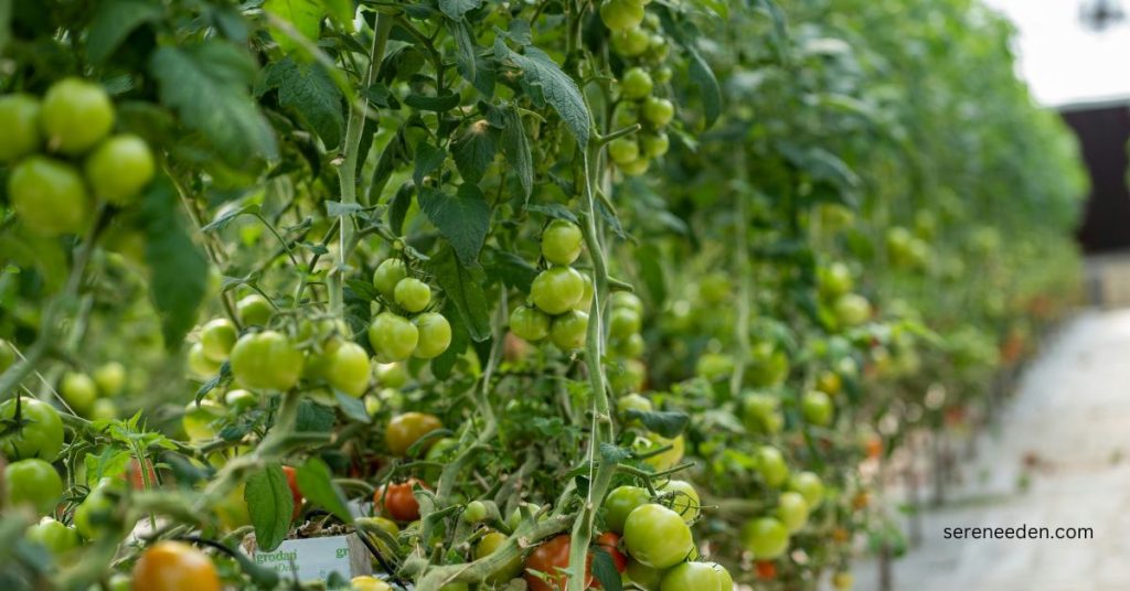 determinate vs indeterminate tomatoes