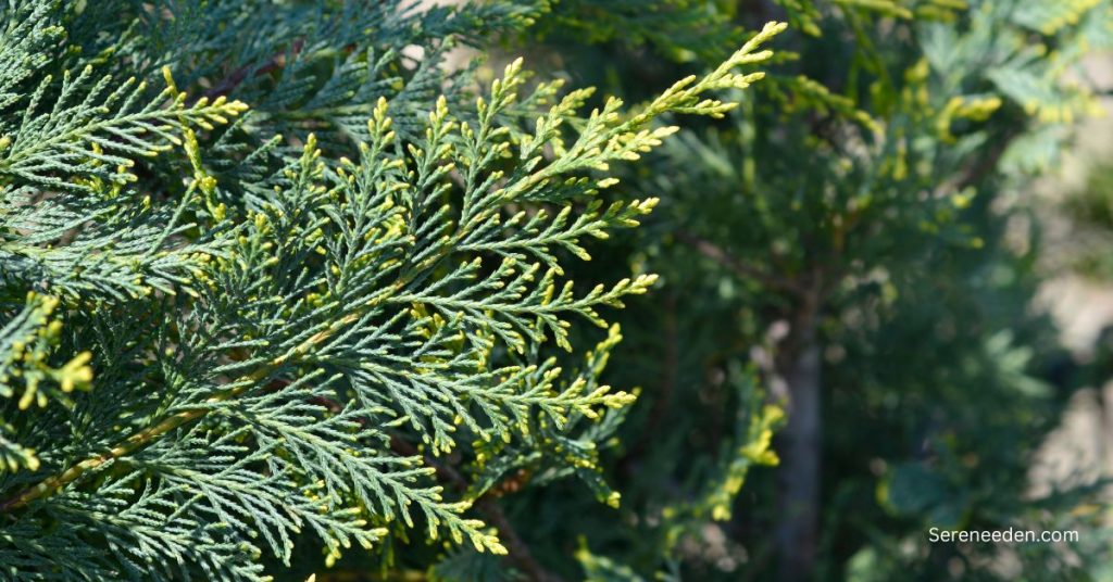 leyland cypress tree