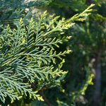 leyland cypress tree